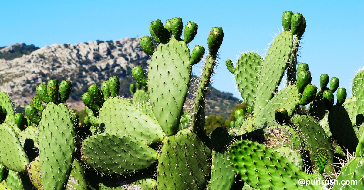 Cactus Puns