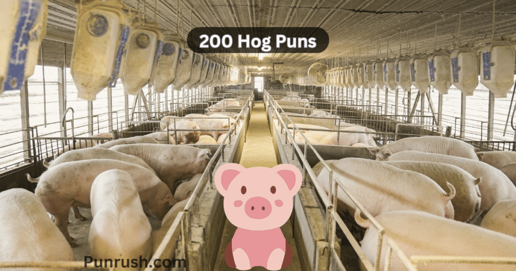 200+ Best Hog Puns to Make You Squeal with Laughter