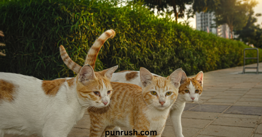 Cat Birthday Captions & Puns for Instagram