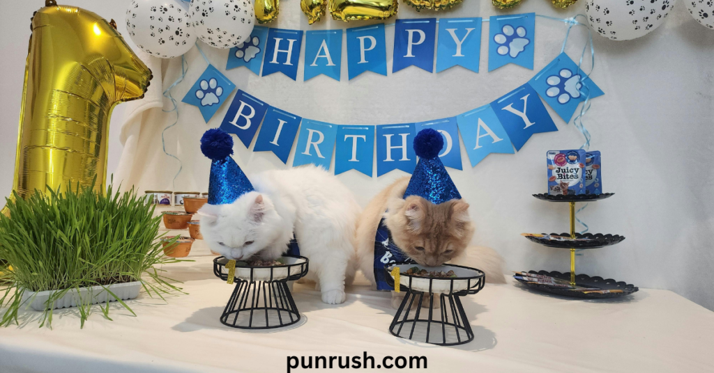 🎂 Food-Themed Cat Birthday Puns