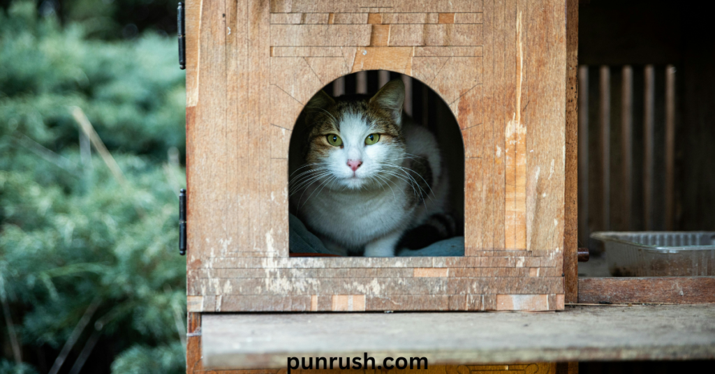 🎊 Party & Celebration-Themed Cat Birthday Puns